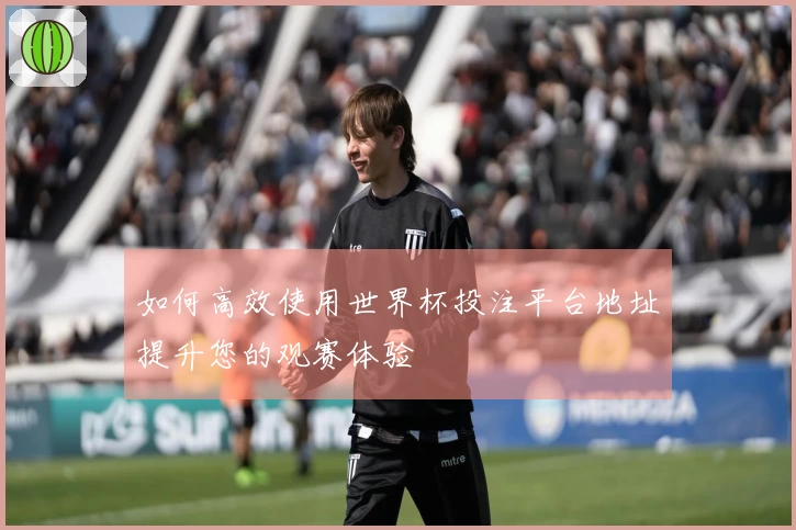 如何高效使用世界杯投注平台地址提升您的观赛体验